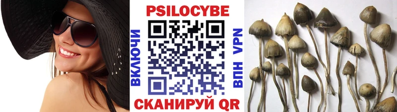 площадка клад  omg сайт  Псилоцибиновые грибы MAGIC MUSHROOMS  Поворино  где купить  